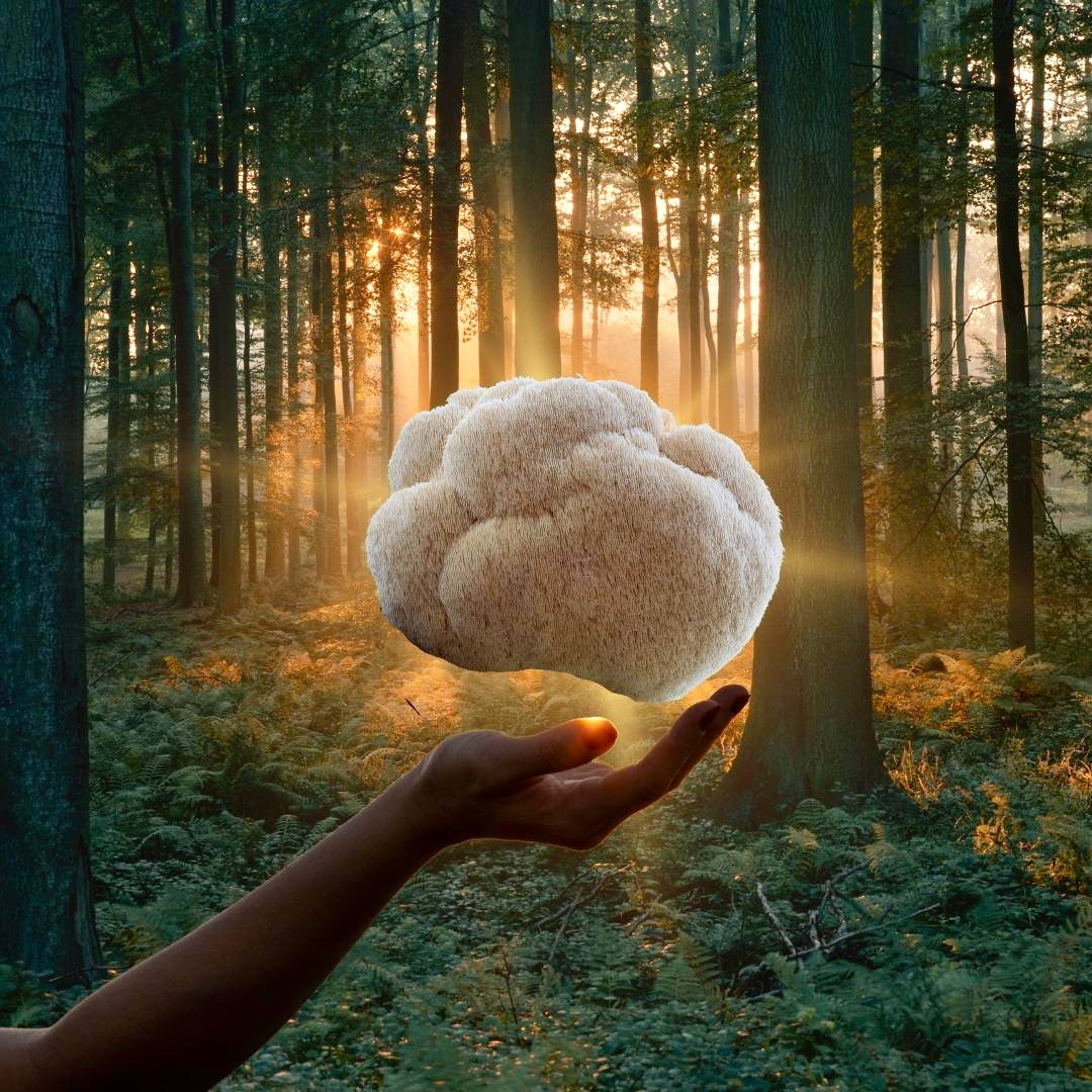 Functional Food That Improves Memory. Powerful Brain Booster
